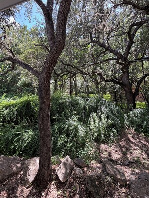 A tree with a thick trunk and a dense canopy of green foliage.