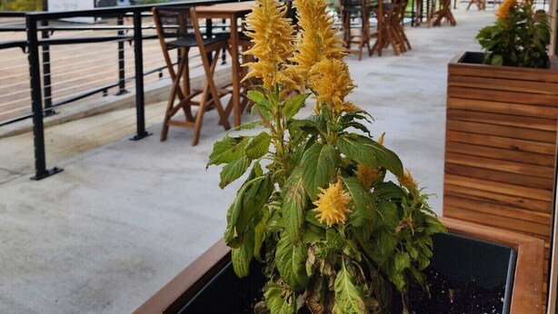 An outdoor seating area with tables and chairs, a view of a bridge, and a plant with yellow flowers. - The Lodge Luxury Suites (Hancock)