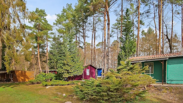 A rustic cabin surrounded by tall pine trees.