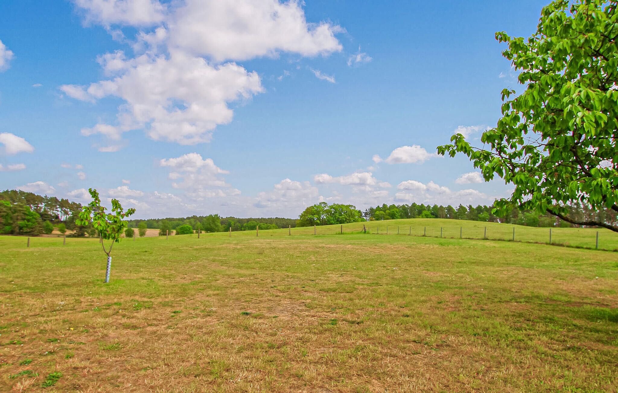 Un champ herbeux, avec une clôture, des arbres et un ciel dégagé.