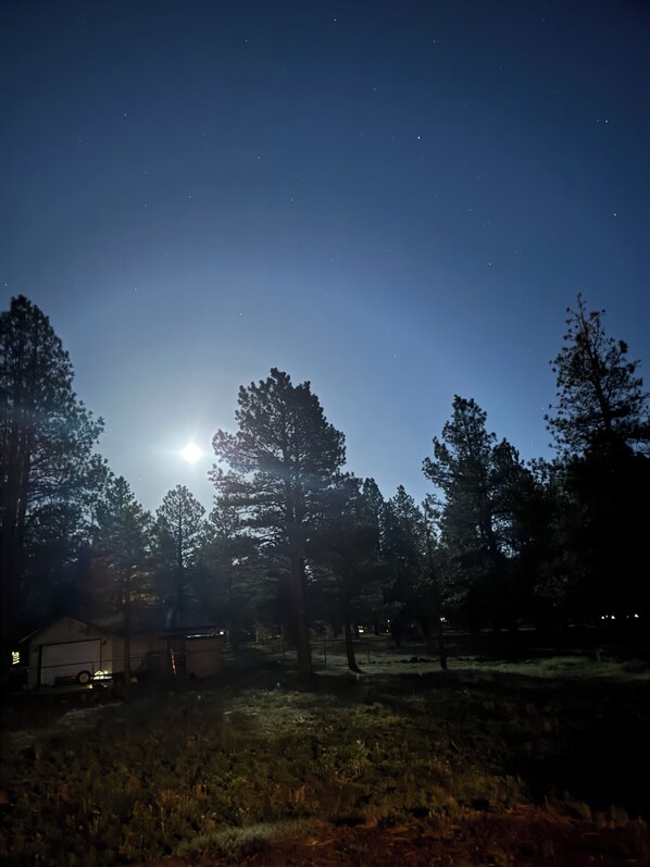 Un ciel nocturne étoilé, une pleine lune et les silhouettes d’arbres.