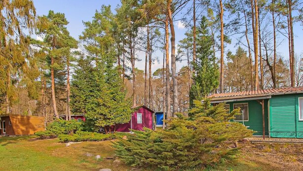 Une cabane entourée de grands pins, avec un petit abri et un bâtiment vert à proximité.