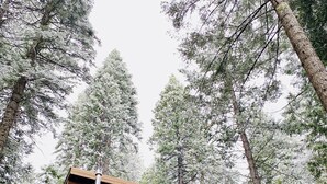 A wooden cabin with a balcony and stairs, surrounded by tall trees.