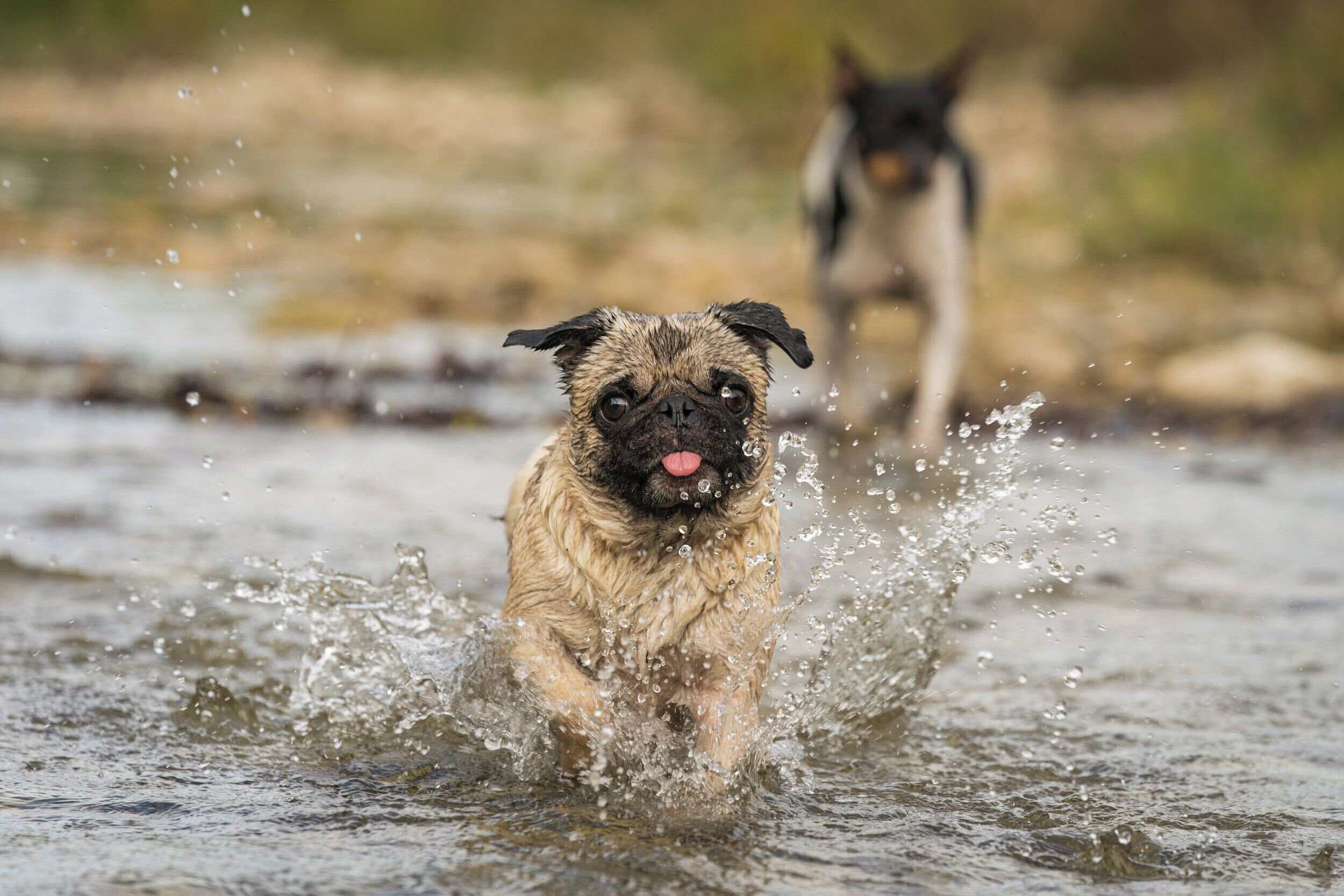 Un perro corriendo por el agua, rodeado de salpicaduras.