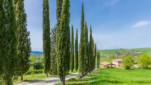 A rural landscape with tall cypress trees, a gravel path, and a traditional building with a tiled roof.