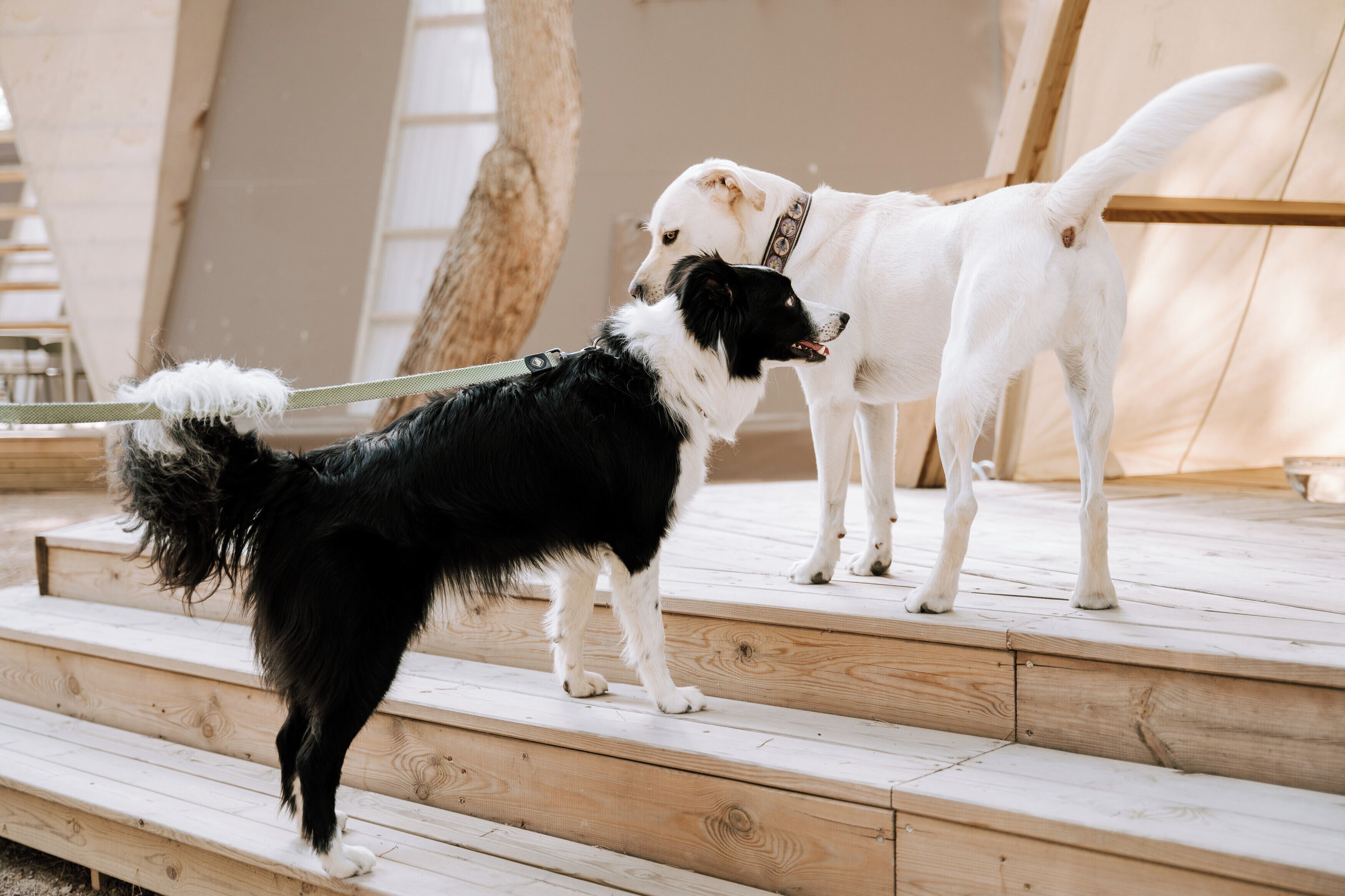 Two dogs on wooden steps with a tree and a wooden structure in the background.