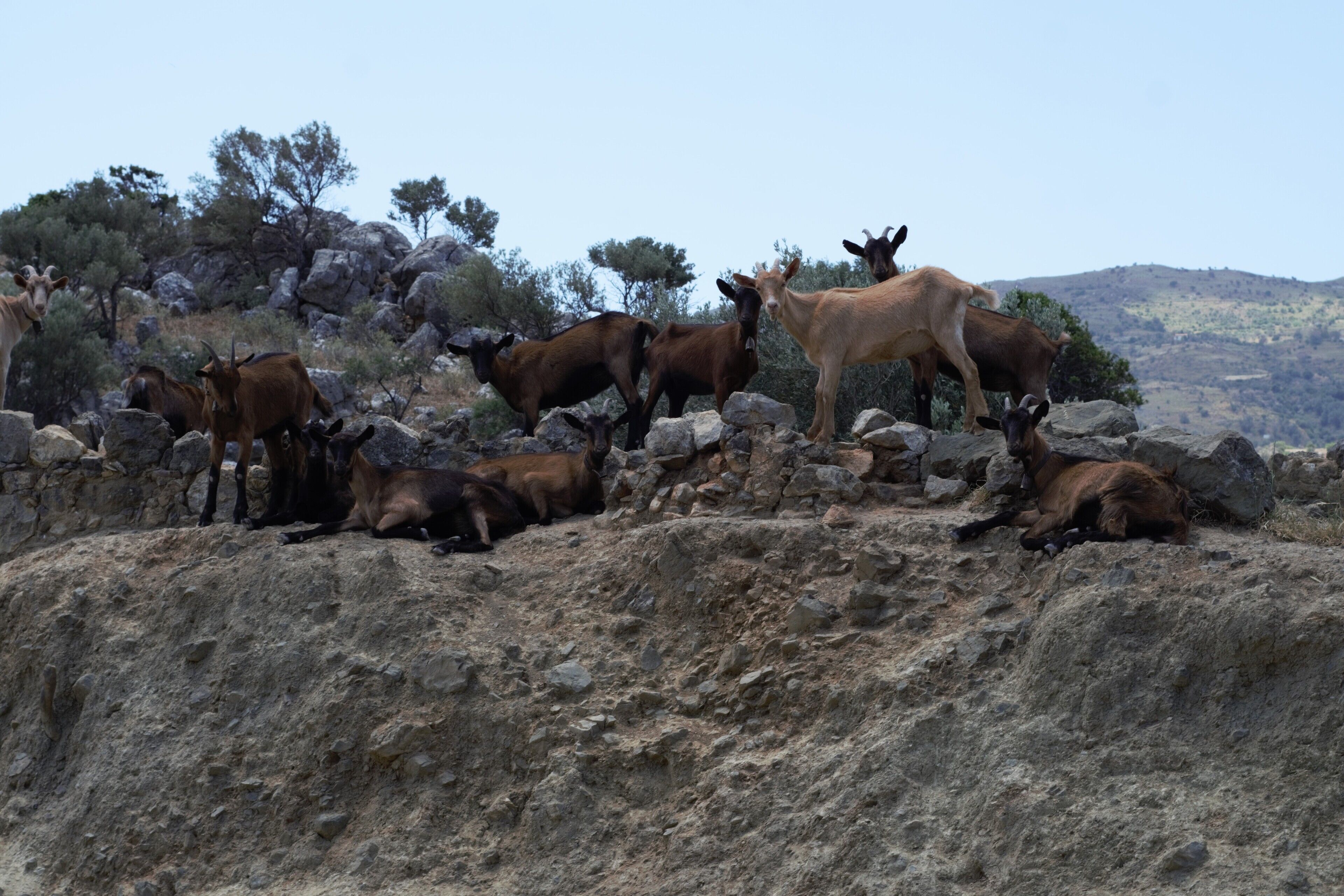A group of goats on a rocky hillside with sparse vegetation and a clear sky.