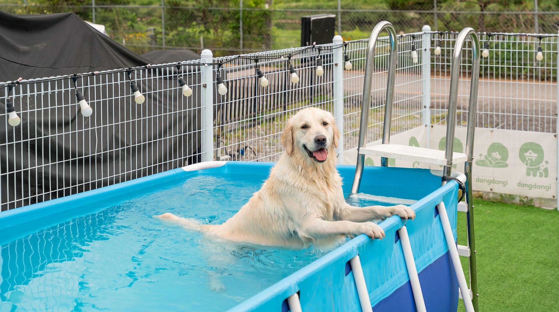 Un perro en una piscina azul con una valla metálica y bombillas.