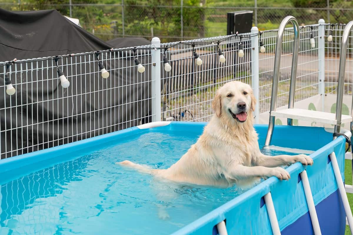Ein Hund in einem blauen Pool mit einem Metallzaun und Lampen.