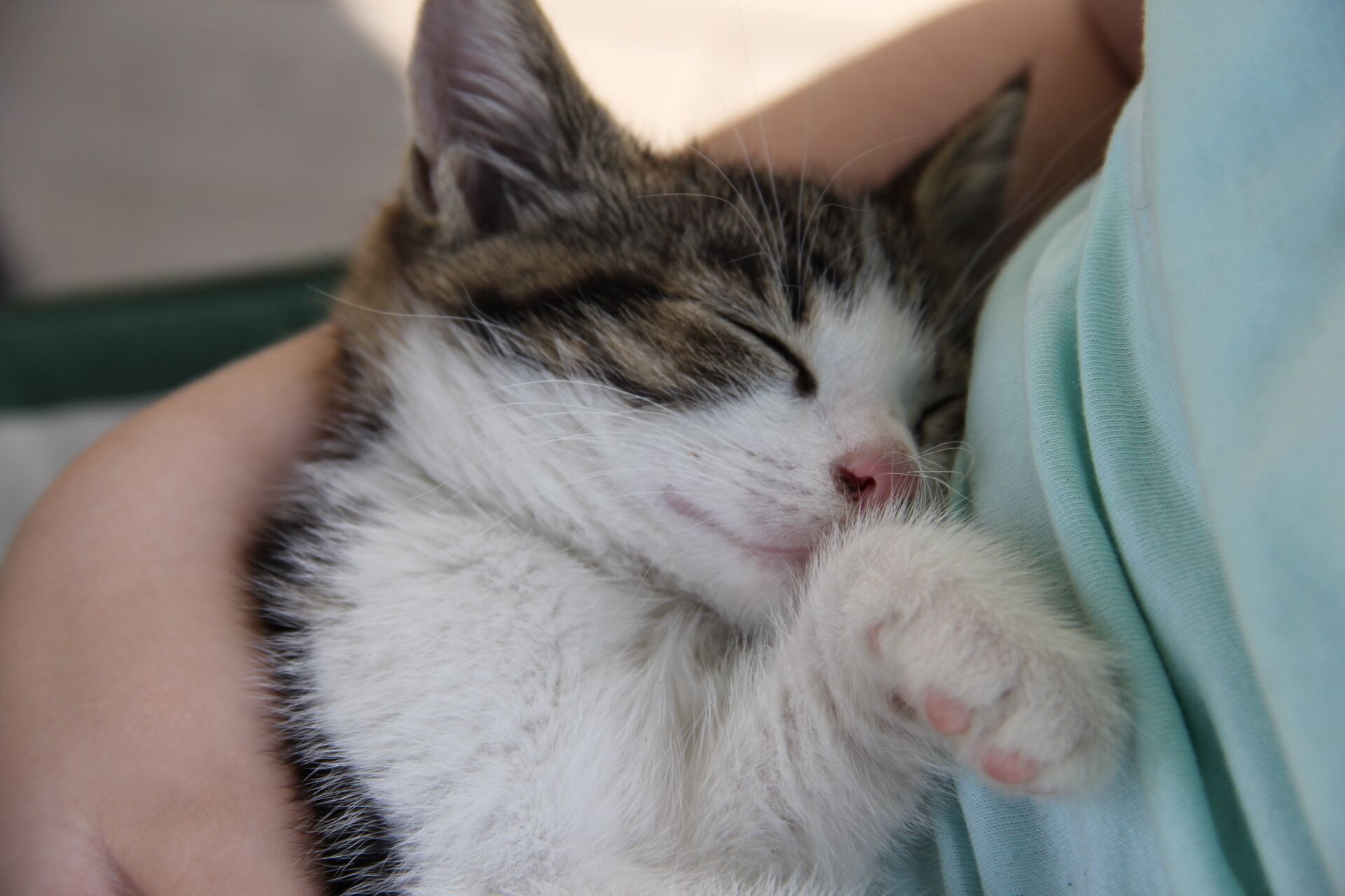 A person holding a sleeping cat.