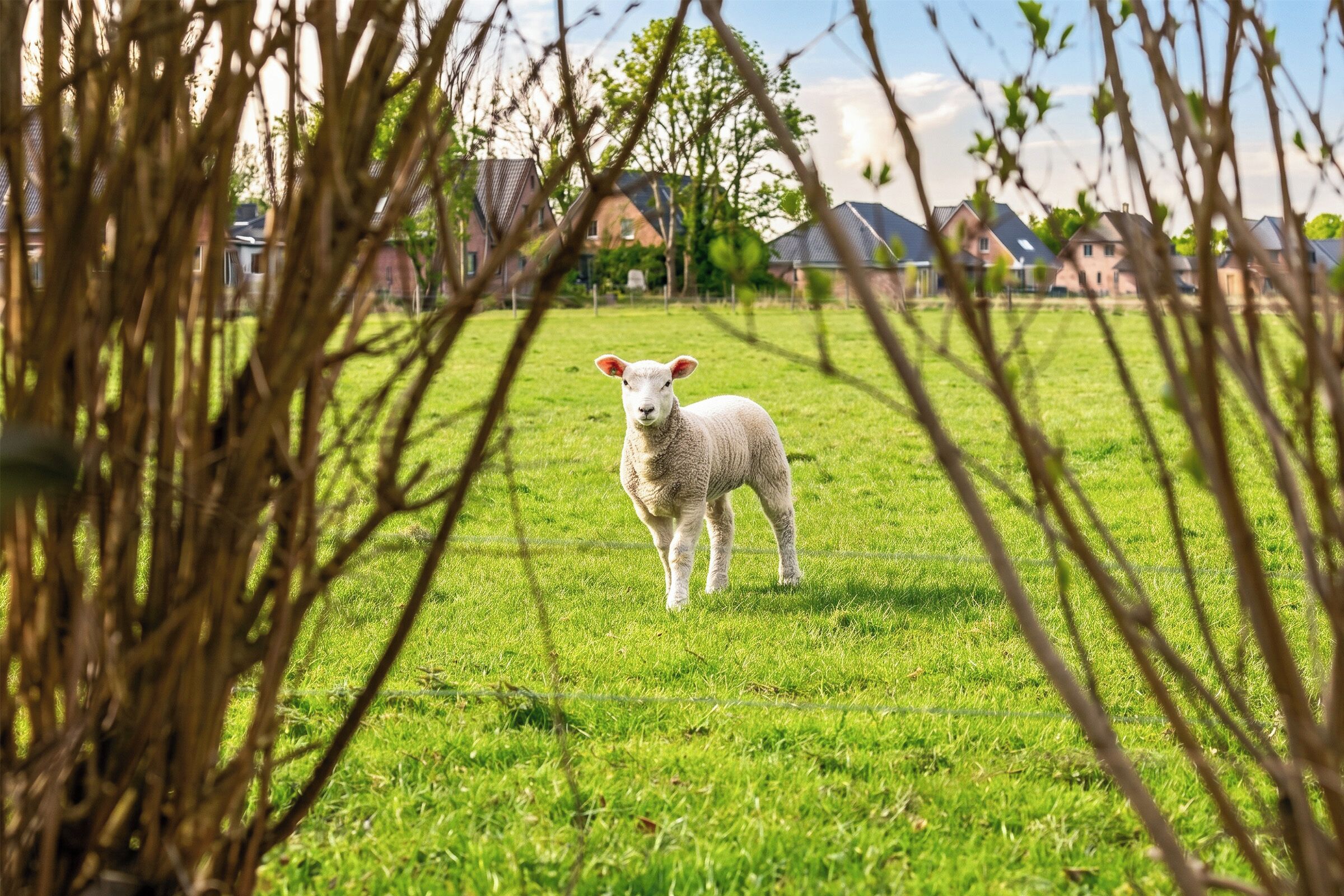 Eine Wiese mit einem einzelnen Schaf in der Mitte, umgeben von Bäumen und Häusern im Hintergrund.