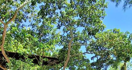 The Henry Resort Taramindu Laiya