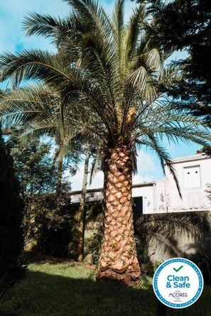 Een palmboom in een tuin, met een gebouw op de achtergrond.