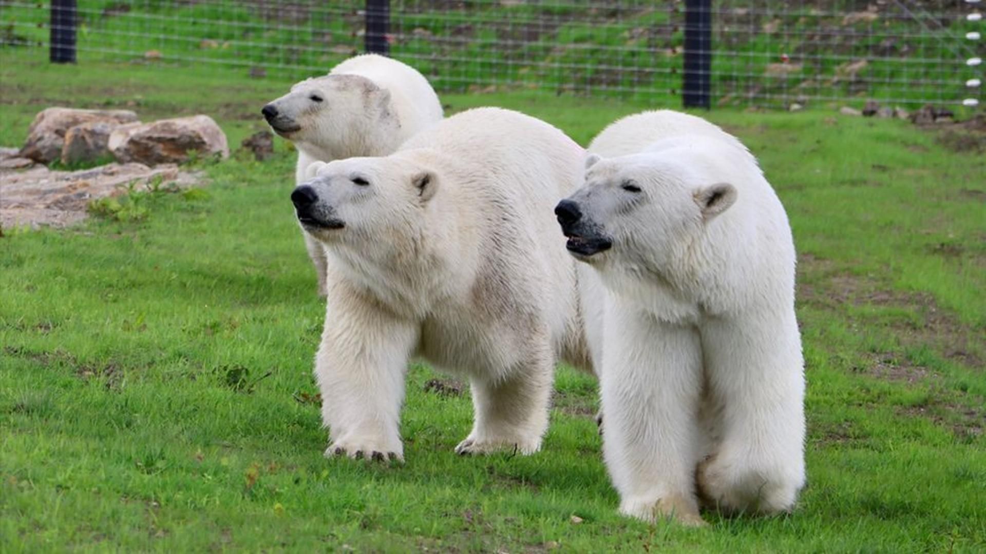 Trois ours polaires se tiennent debout sur l’herbe, dans un enclos clôturé.