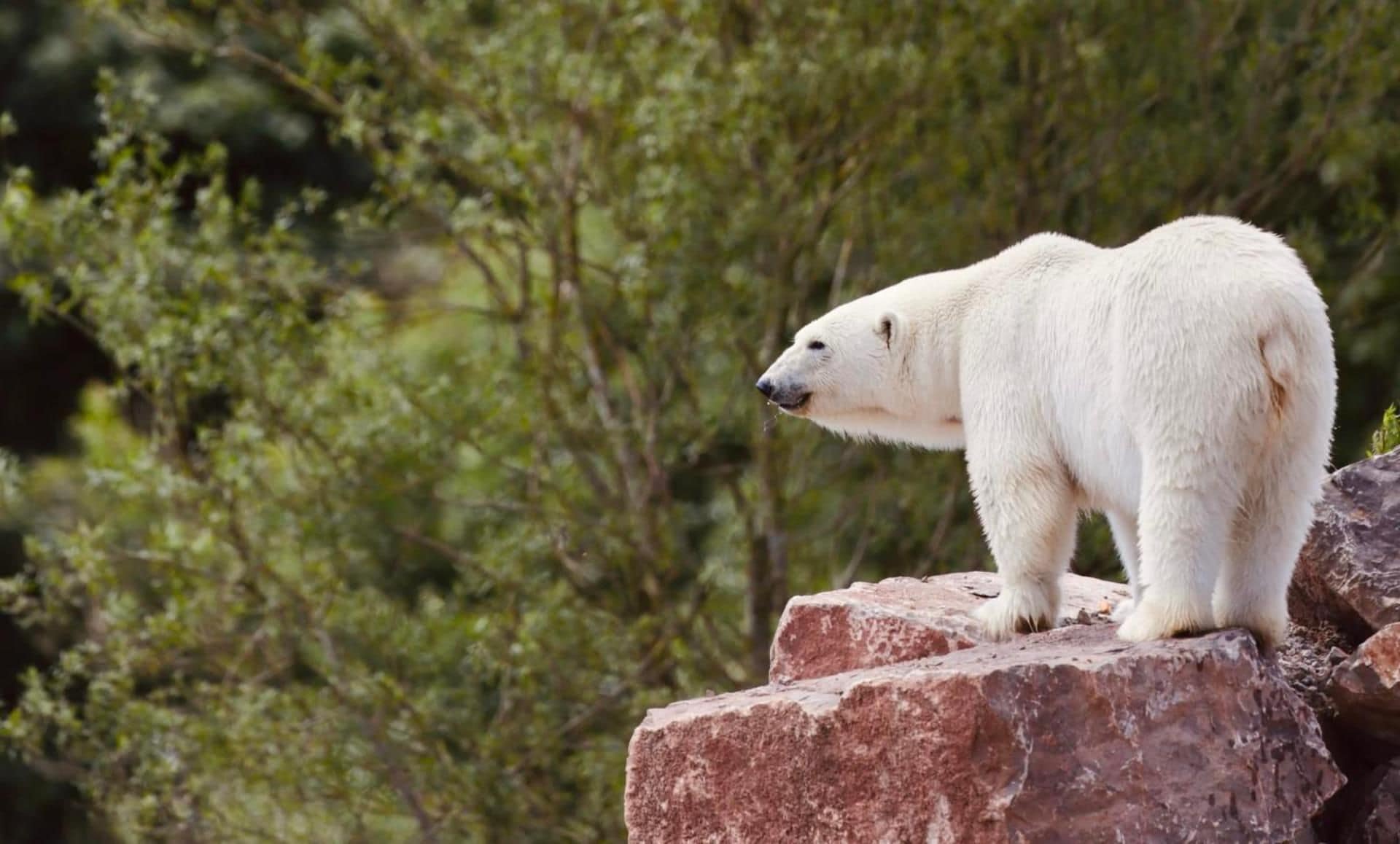 Un orso polare in piedi su una roccia.