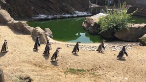 Penguins walking on a sandy path with a rocky background and a pond. - Barn-sleeps 4 Alton Towers Scarefest/peak District (Stoke-on-Trent)
