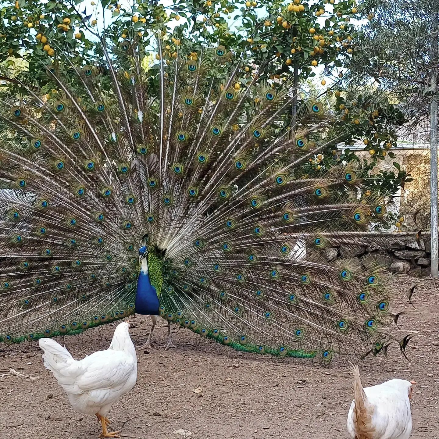 A peacock with its feathers fanned out, standing in a fenced area with chickens nearby.