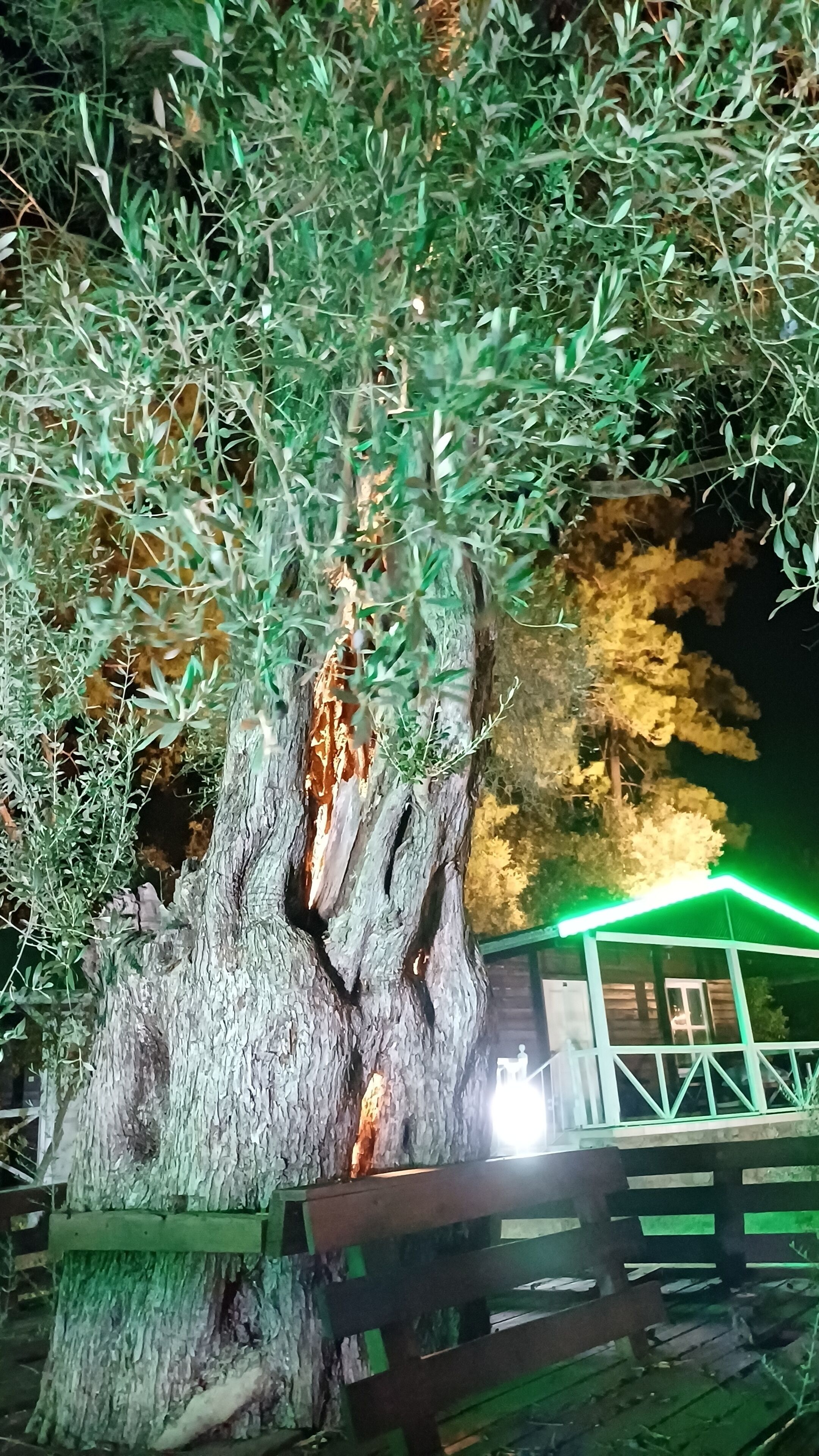 A tree with a unique trunk structure, a wooden bench, and a building with a green-lit window in the background.