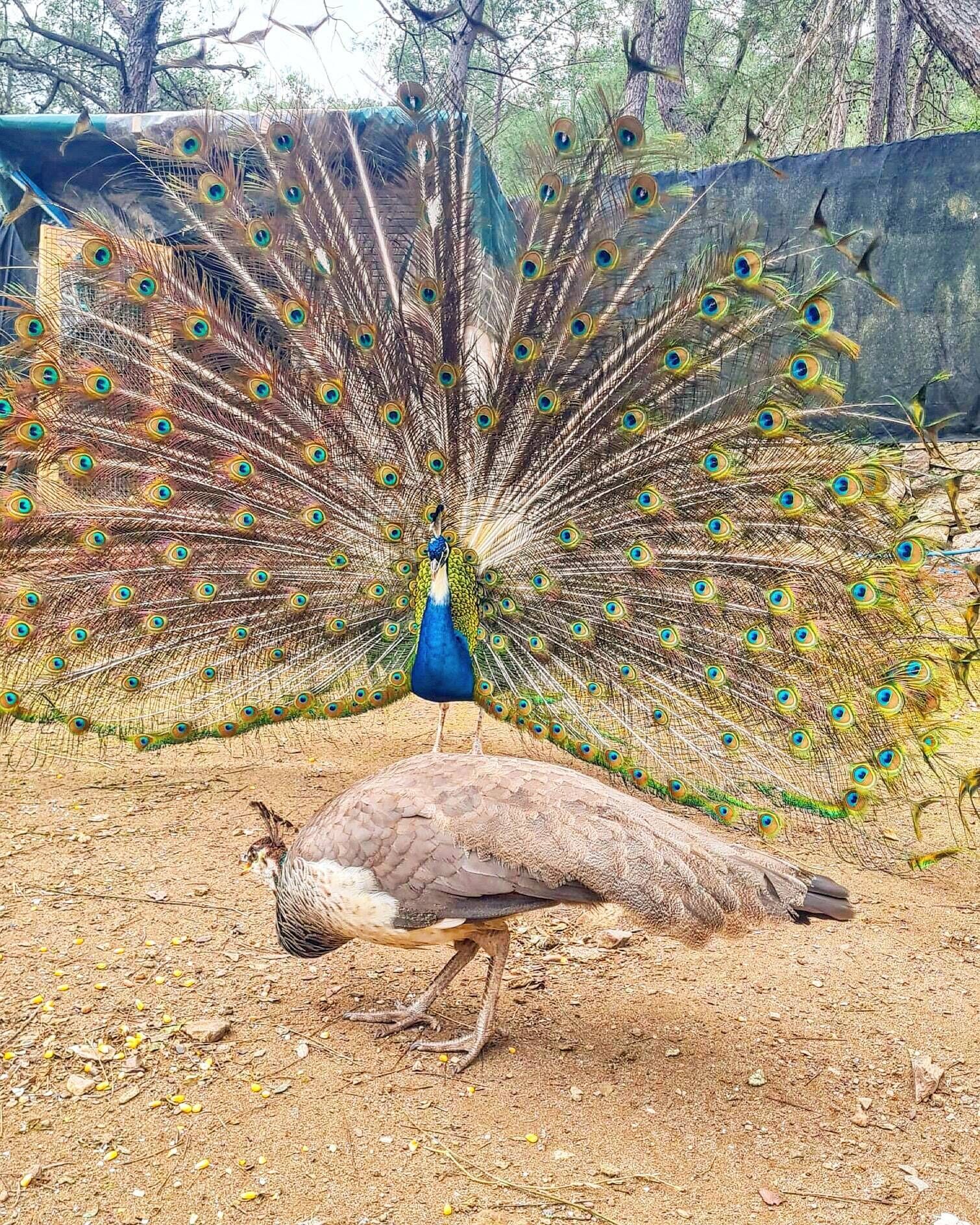 Un pavo real despliega sus plumajes de cola sobre arena.