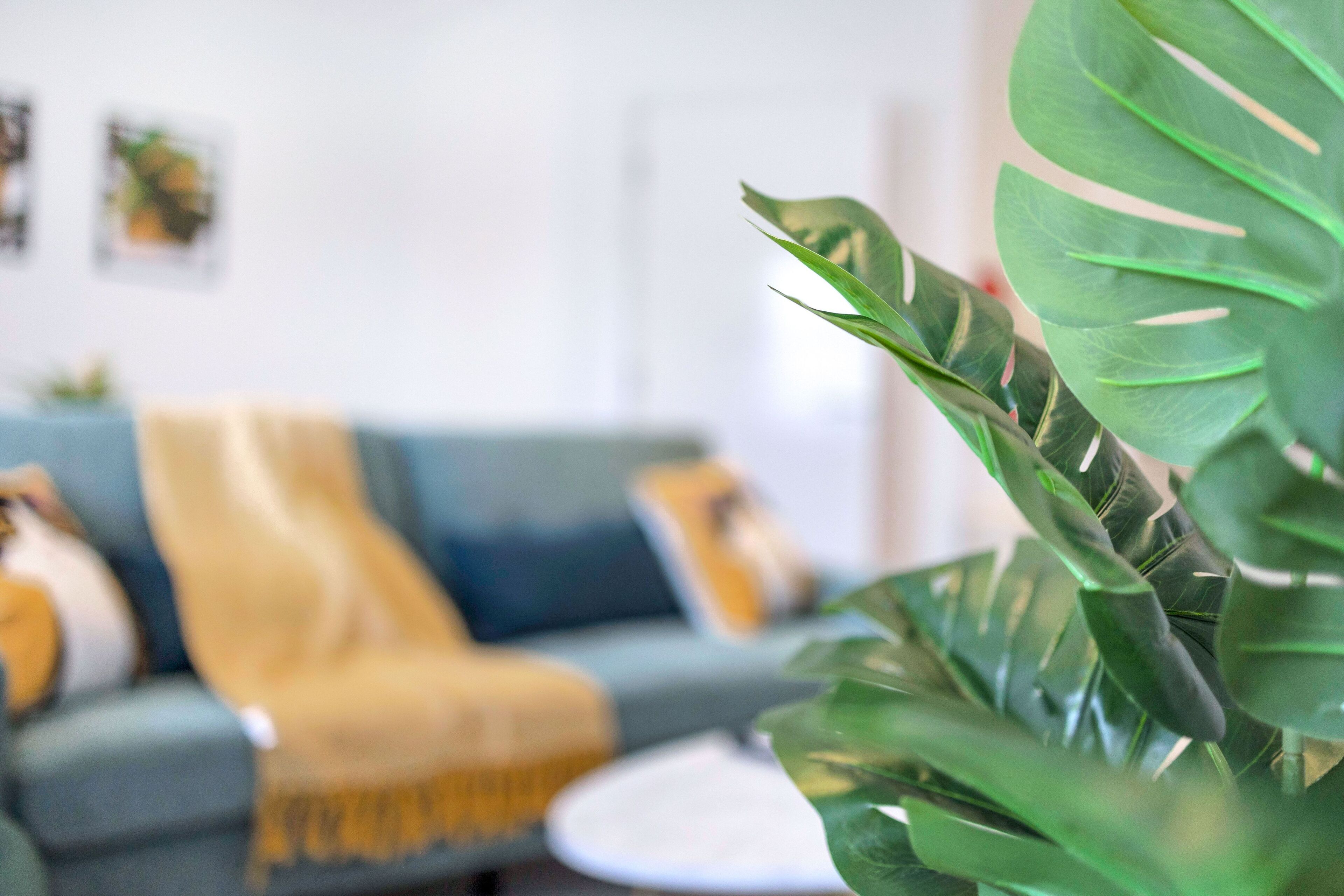 A living room with a sofa, a coffee table, and a large green plant in the foreground.