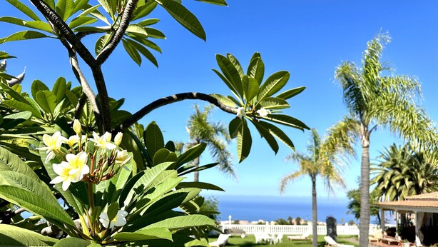 Una piscina rodeada de palmeras y vistas despejadas al océano.