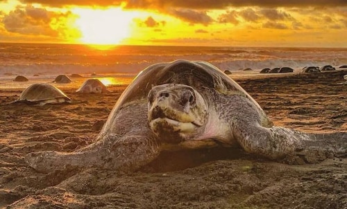 Studio Gitana steps away from Surf Yoga & Dining