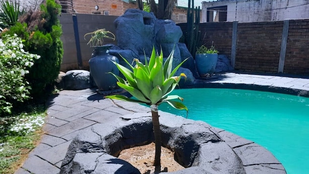 Una piscina con borde de piedras, una planta pequeña en el centro y un muro de ladrillo al fondo.