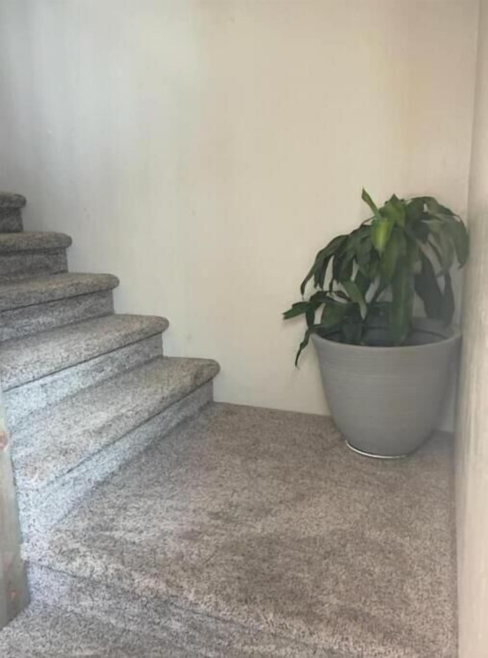 A staircase with stone steps leading to a landing. A large potted plant is placed on the landing.