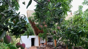 A patio area with outdoor seating, a thatched-roof structure, and fruit trees. - LA MASIA HOTEL BOUTIQUE (Anapoima)