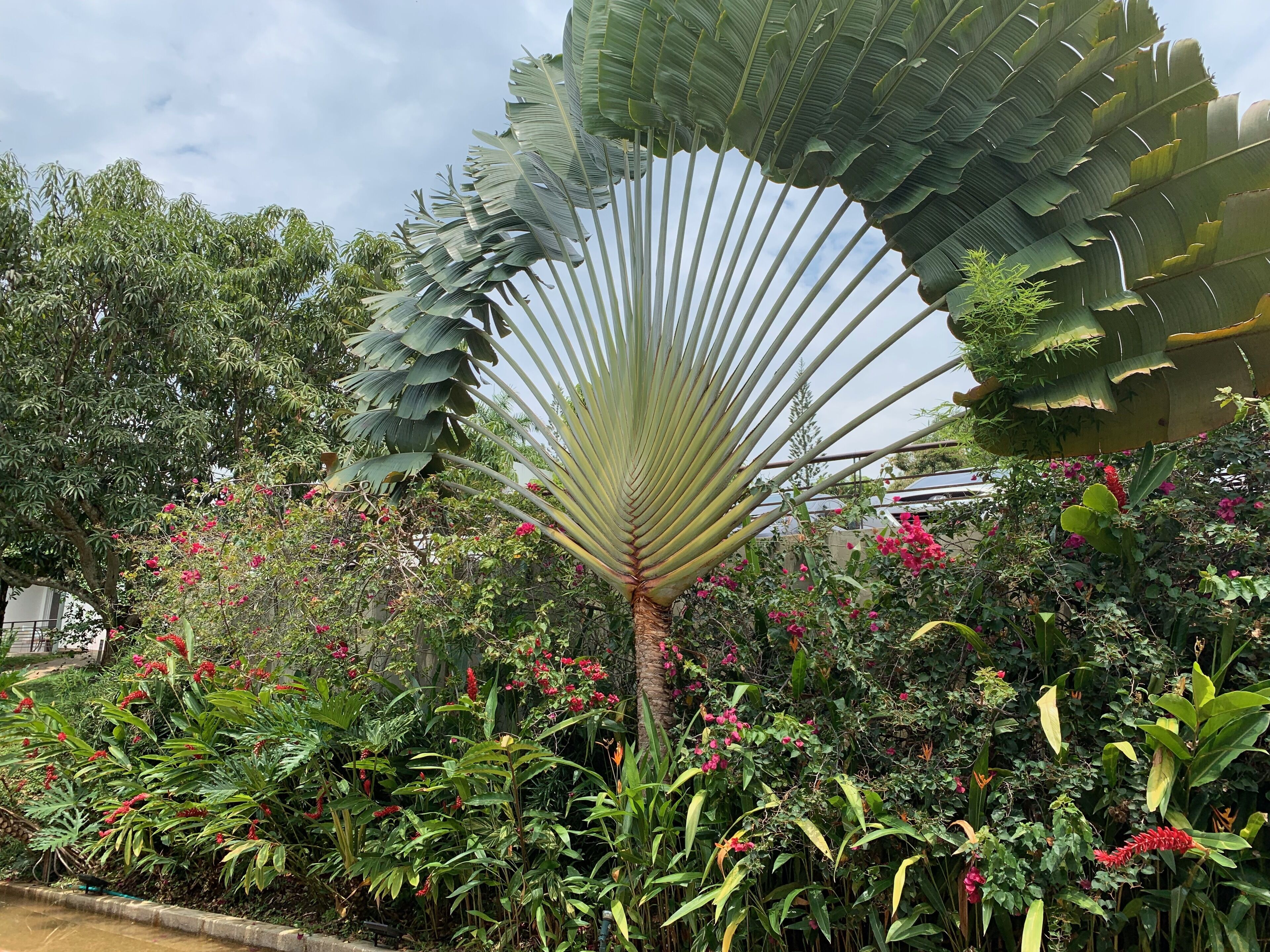 Un jardín con una destacada palma lequeada, rodeada de diversas plantas y arbustos florecientes.