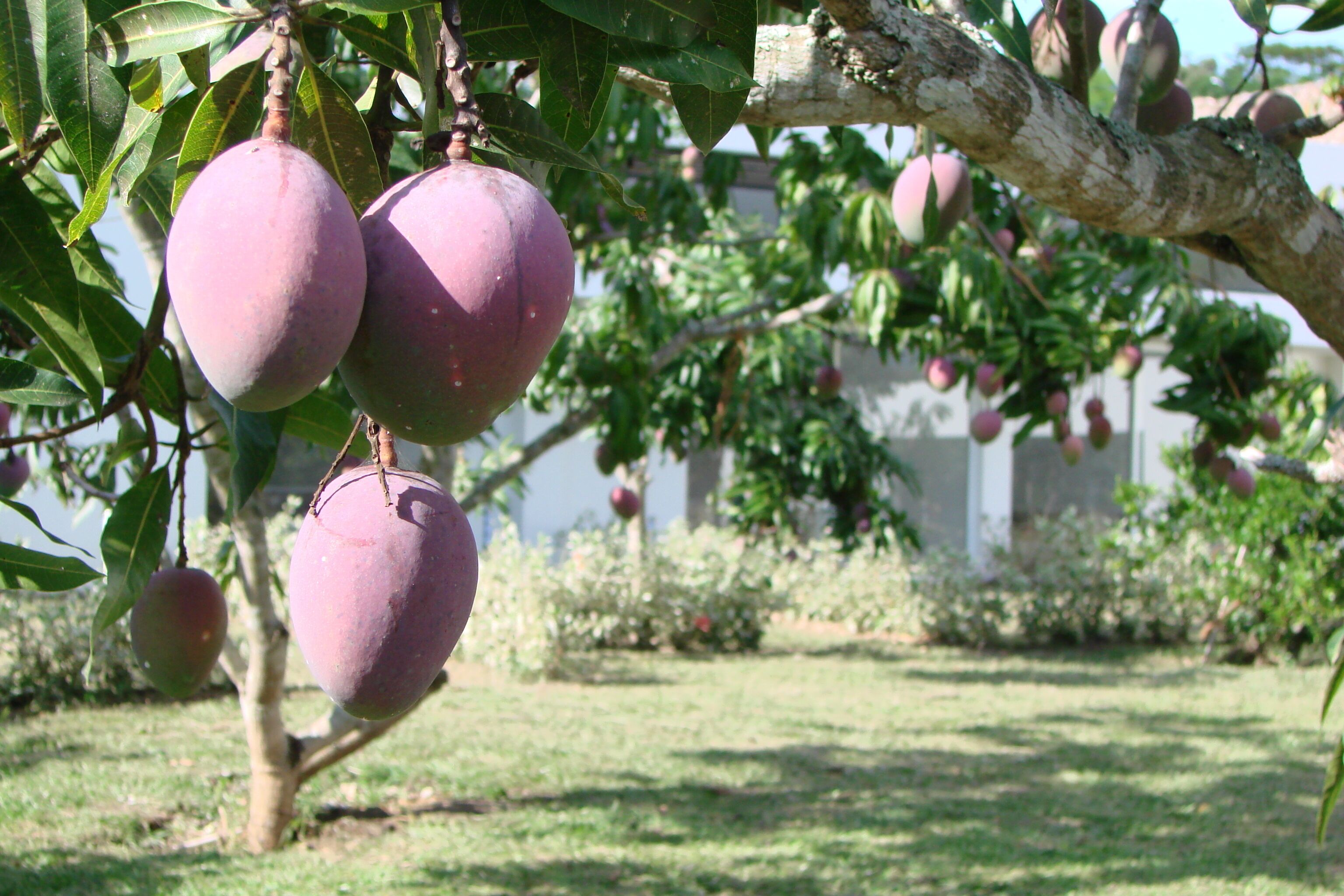 A mango tree with ripe mangoes hanging from the branches.