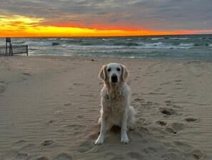 Beach nearby - Dog Friendly Beach Cottage within a mile of town and 7 Lake Michigan beaches (South Haven)