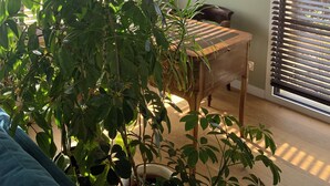 A room with large windows, a painting of a boat on the wall, and several potted plants. - Maison Contemporaine, Confortable et Lumineuse (Saint-Briac-sur-mer)