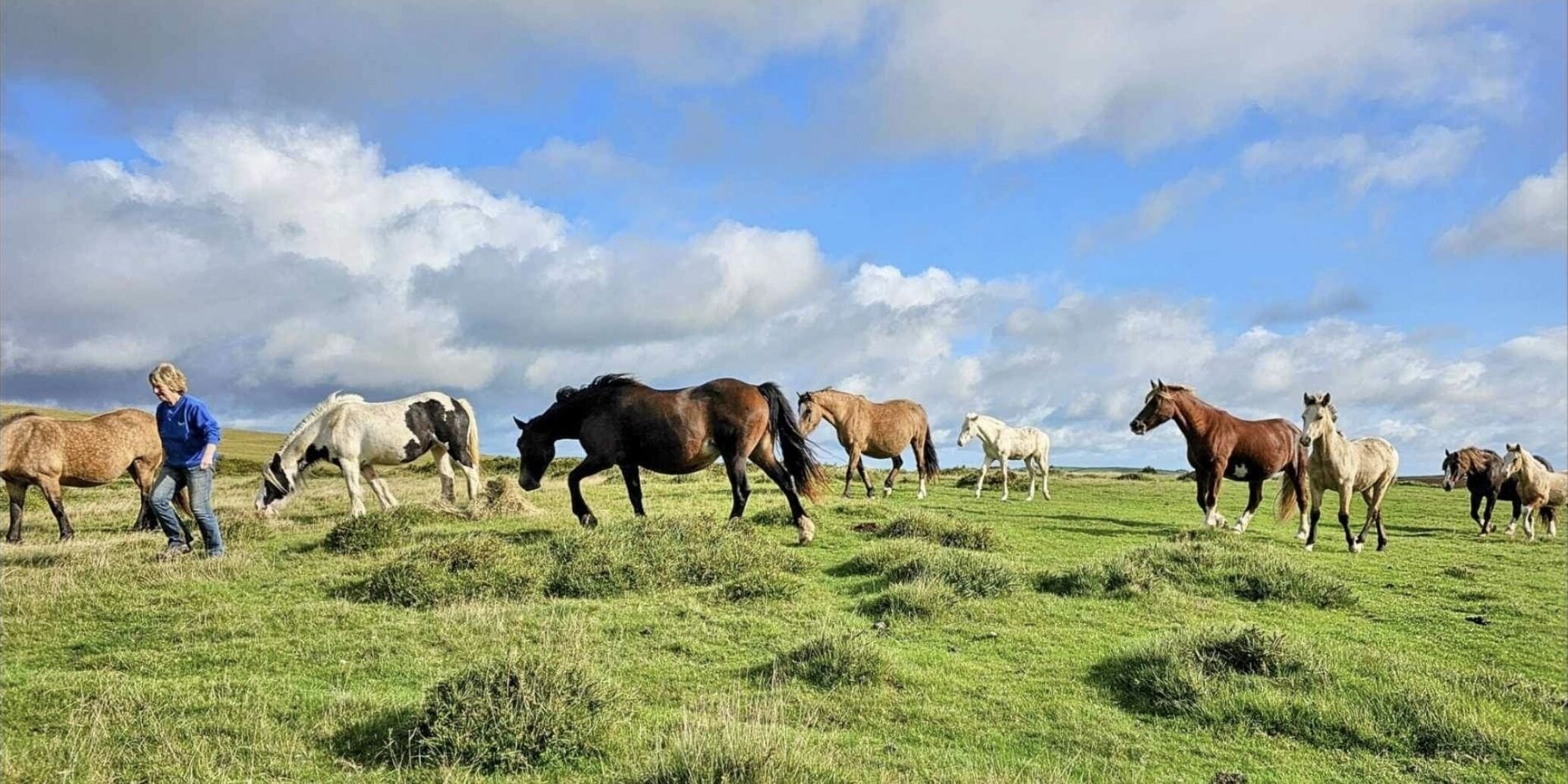 A grassy field with several horses and a person.