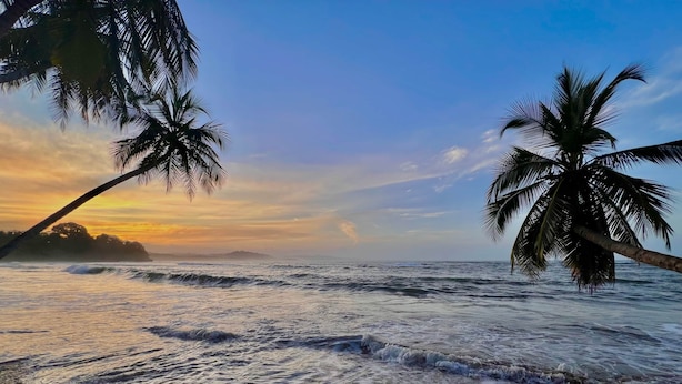 Une plage bordée de palmiers et baignée par les vagues.