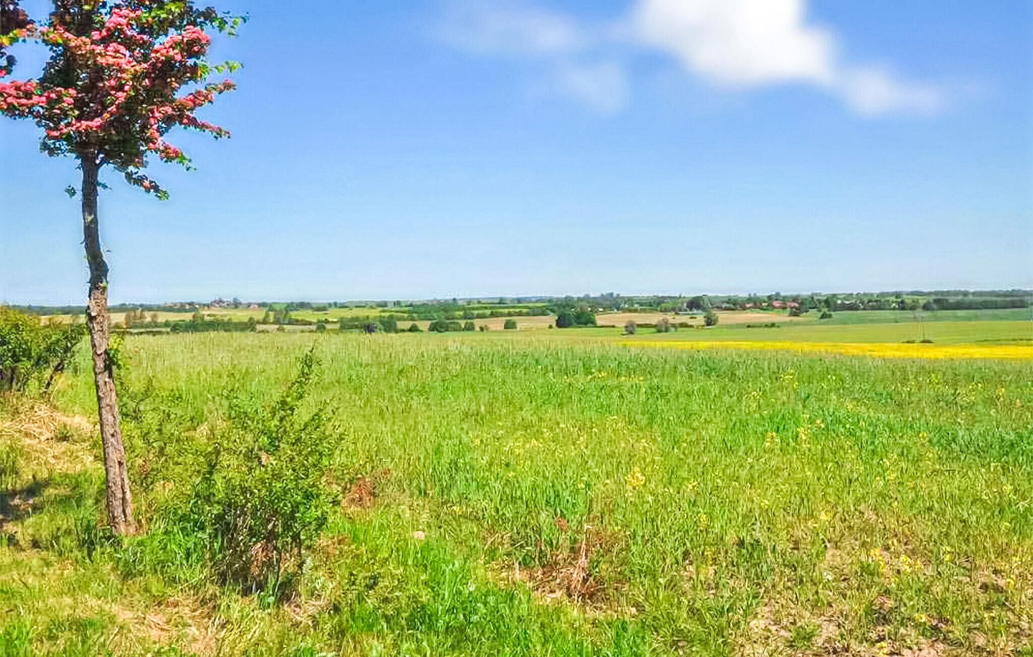 A rural landscape with a field of crops and a tree with pink flowers.