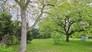 A lush green landscape with mature trees and a small shed. - Cozy apartment in Waren (Müritz) (Waren (Müritz))