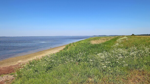 Ett kustlandskap med klar himmel, en sandstrand och ett grönområde med vilda blommor.