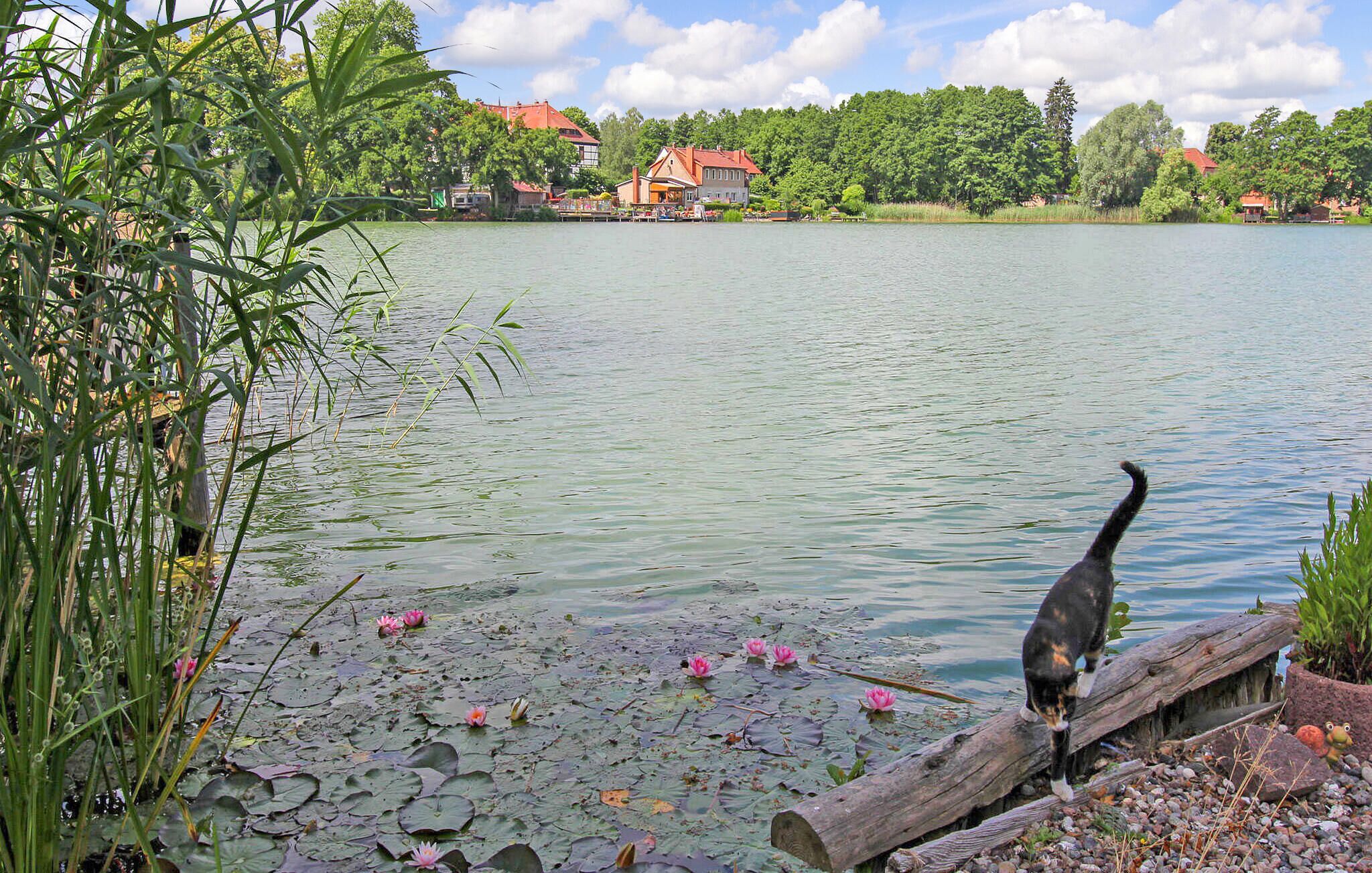 Un lago con un gato sobre un tronco, rodeado de casas y vegetación.