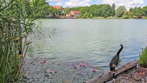Un llac amb un gat damunt un tronc, envoltat de cases i vegetació.