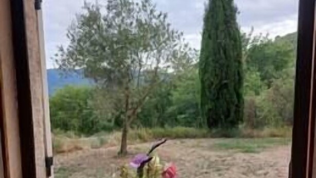 Uma janela com vista para um jardim, incluindo uma árvore alta e um arbusto.