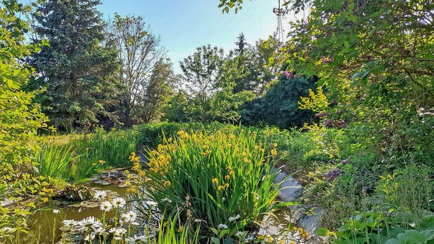 A lush garden with a pond, surrounded by various plants and trees. - Ferienwohnung Klocksin (Klocksin)