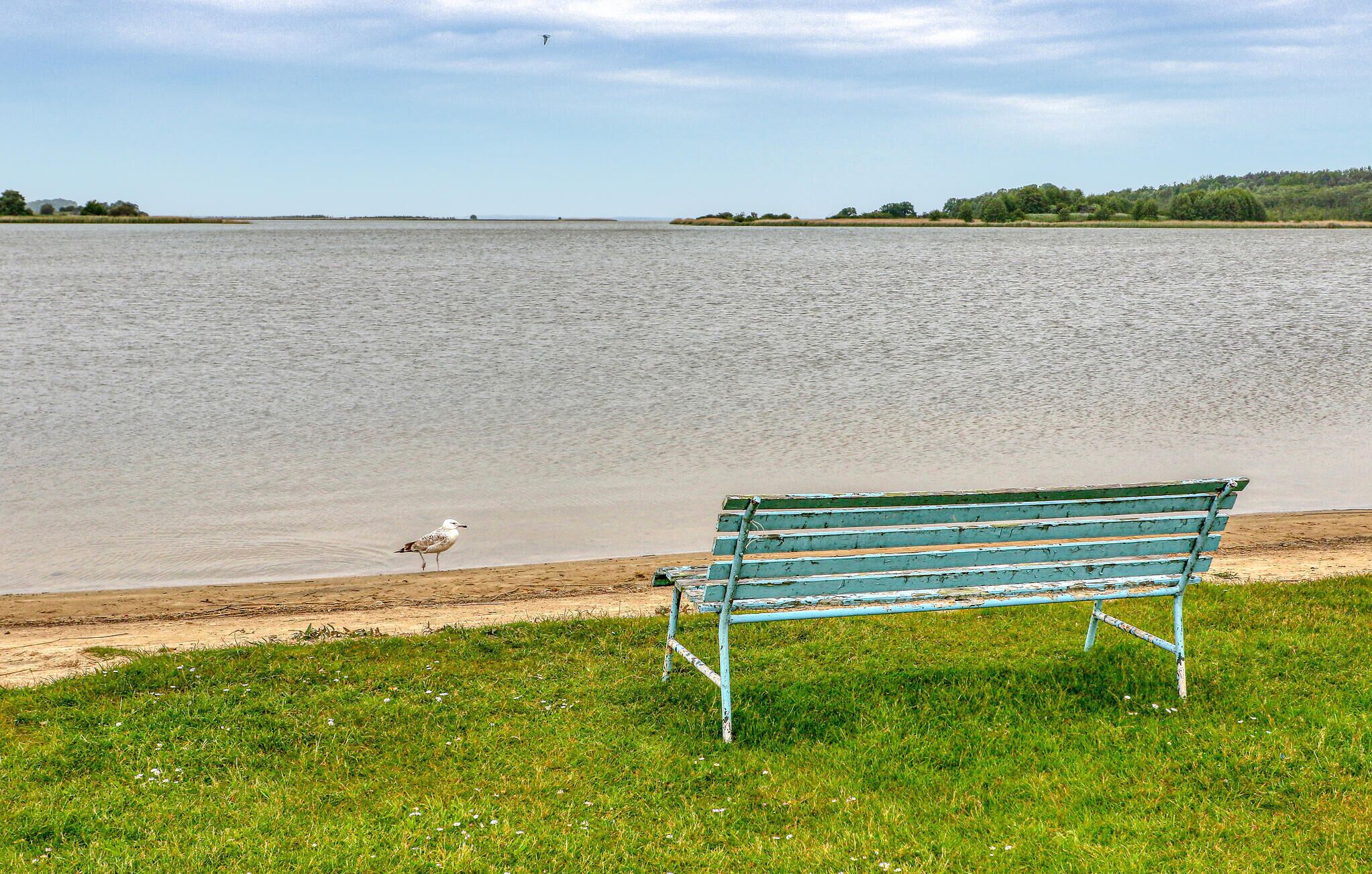 Eine Bank am See mit einem Vogel in der Nähe.