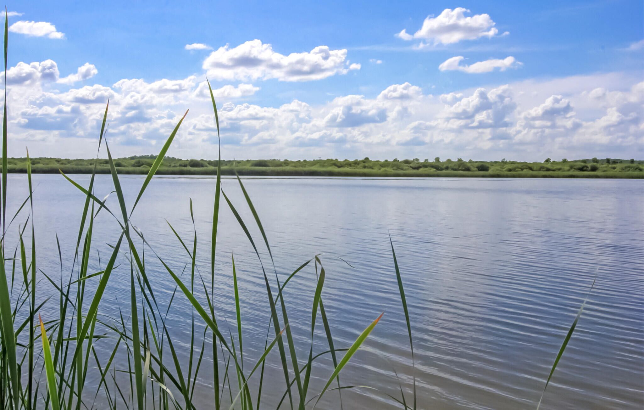 Un lac paisible, avec de hautes herbes au premier plan et une ligne d’arbres à l’horizon, sous un ciel partiellement nuageux.