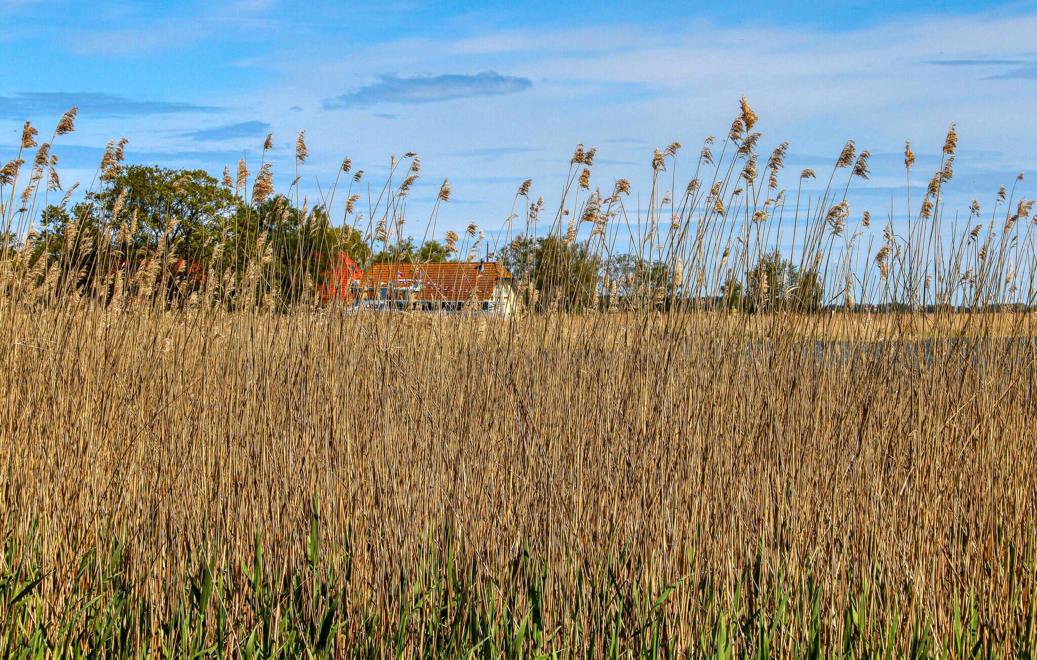 A field of tall, dry grass with a building in the background.