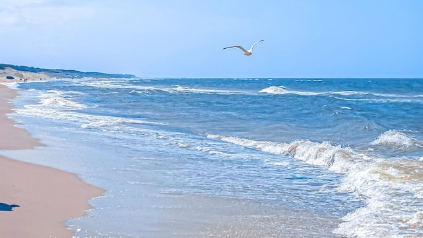 Une plage avec des vagues et une mouette qui vole.