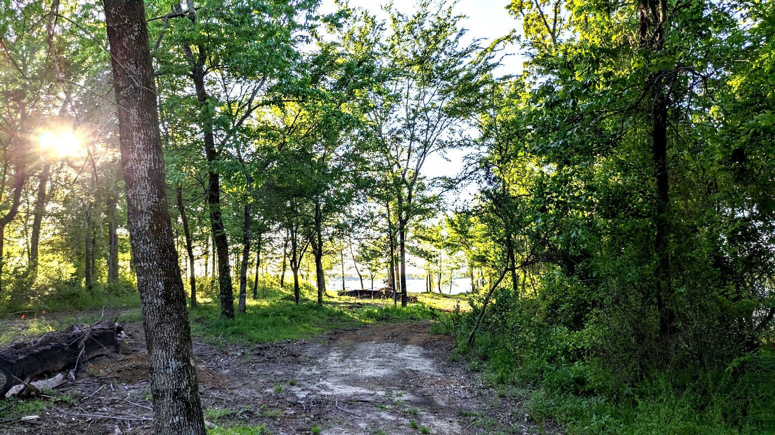 A forested area with a dirt path leading through trees.