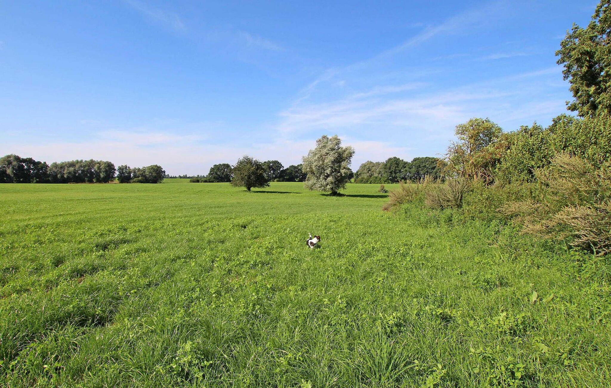 Un campo cubierto de césped con árboles y cielo despejado.