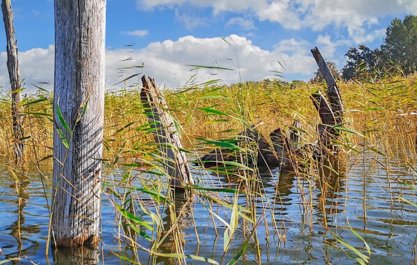 Eine natürliche Landschaft mit einer hölzernen Konstruktion, die teilweise im Wasser versinkt, umgeben von hohem Gras und Schilf.
