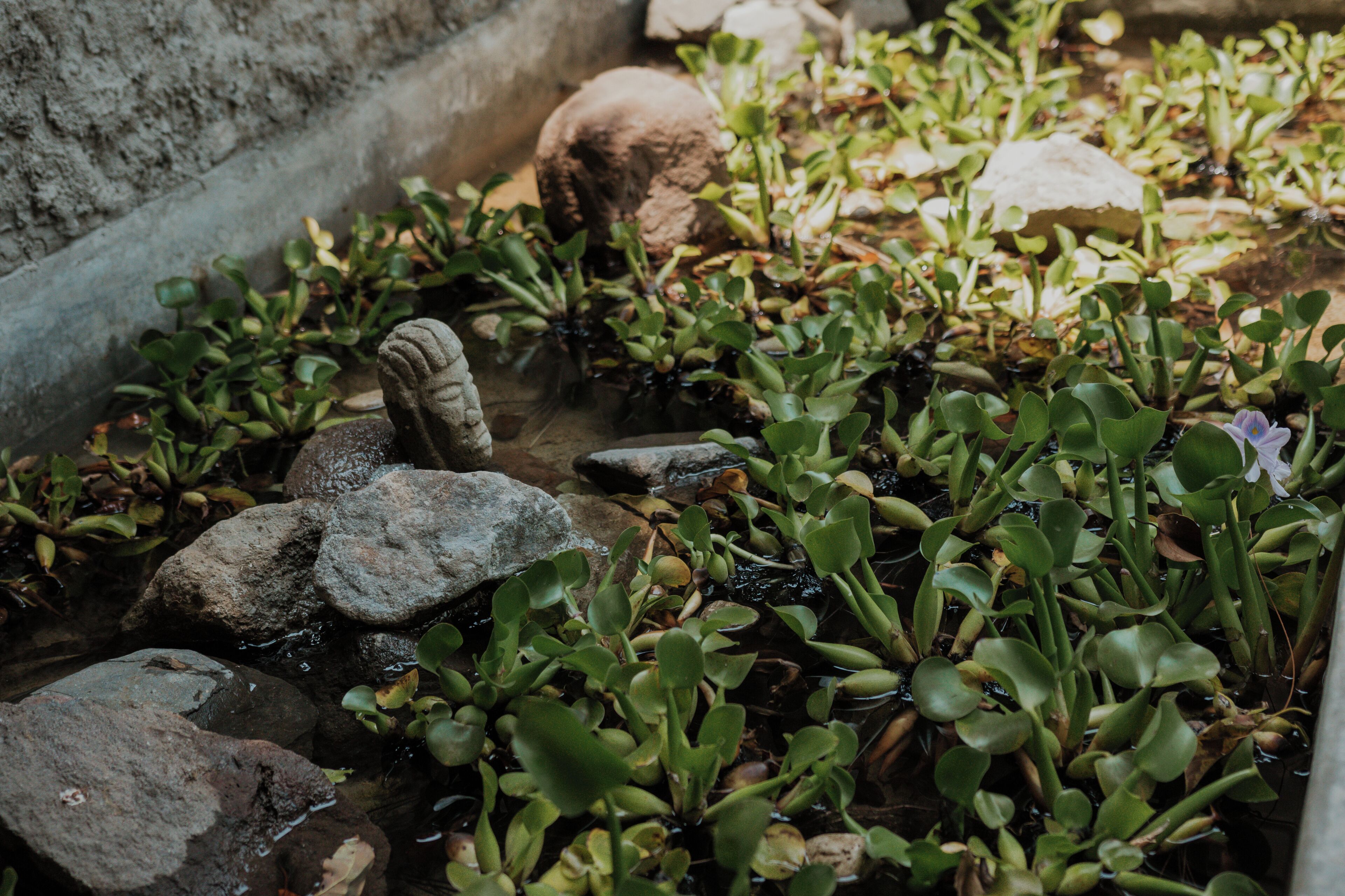 Pequeno elemento decorativo com pedras e plantas aquáticas.